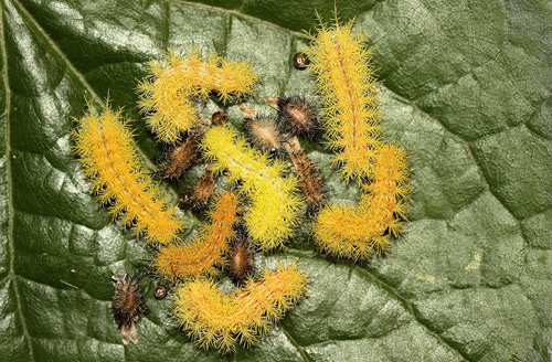 Io moth larvae, Automeris io (Fabricius), fourth to fifth instar molt.