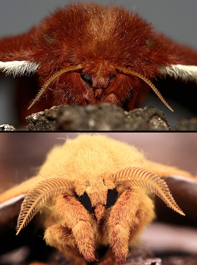 Io moth, Automeris io (Fabricius), female (top) and male (bottom) antennae.