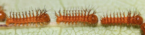 Io moth, Automeris io (Fabricius), first instar larvae (enlarged) in formation following silk trail to new feeding site.