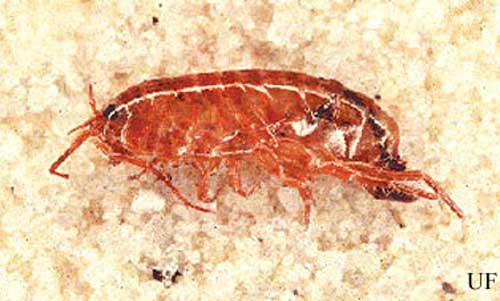 As seen by the red color, this amphipod, or "lawn shrimp" is dead. 