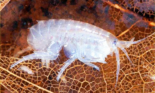 Hyalella azteca is a 1/4-inch-long amphipod that is common in aquatic systems. 