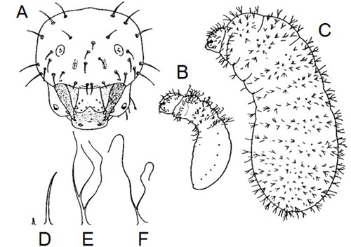Prenolepis imparis larvae line drawings. A, full-face view; B, early instar larva in side view; C, late instar larva in side view; D, simple hairs; E-F, branched hairs