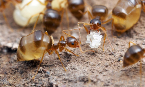 Prenolepis imparis corpulent workers and a worker carrying a cluster of eggs