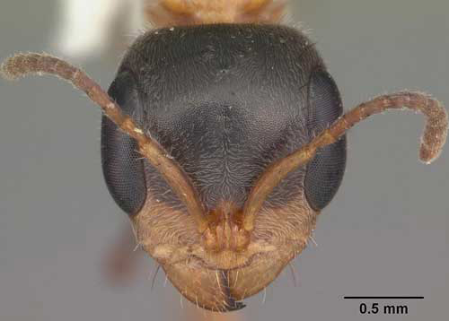 Head of adult elongate twig ant, Pseudomyrmex gracilis (Fabricius), collected in tropical hardwood hammock, Collier Seminole State Park, Collier County, Florida. 