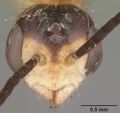 Head of adult elongate twig ant, Pseudomyrmex gracilis (Fabricius), collected in sand pine scrub, Archbold Biological Station, Highlands County, Florida. 