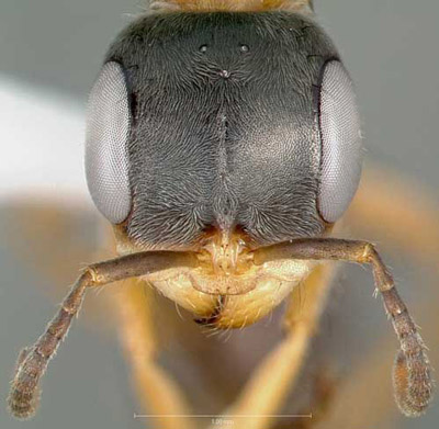 Head of adult elongate twig ant, Pseudomyrmex gracilis (Fabricius), collected on roadside vegetation, in Venezuela. 