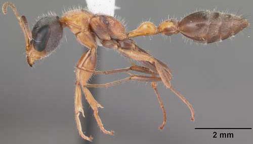 Lateral view of adult elongate twig ant, Pseudomyrmex gracilis (Fabricius), in tropical hardwood hammock, Collier Seminole State Park, Collier County, Florida. 