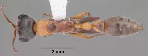 Lateral view of adult elongate twig ant, Pseudomyrmex gracilis (Fabricius), collected on roadside vegetation in Venezuela. 