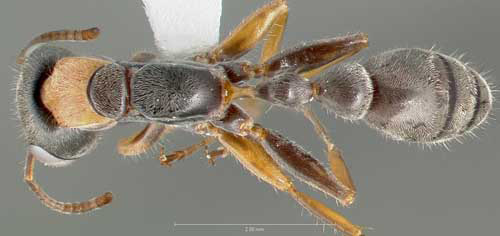 Dorsal view of adult elongate twig ant, Pseudomyrmex gracilis (Fabricius), collected on tropical hardwood hammock, Collier Seminole State Park, Collier County, Florida. 