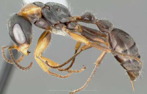 Dorsal view of adult elongate twig ant, Pseudomyrmex gracilis (Fabricius), collected on roadside vegetation in Venezuela. 