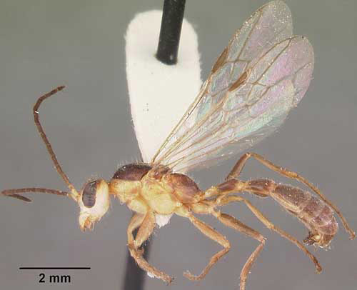 Lateral view of winged reproductive of adult elongate twig ant, Pseudomyrmex gracilis (Fabricius), collected in sand pine scrub, Archbold Biological Station, Highlands County, Florida. 
