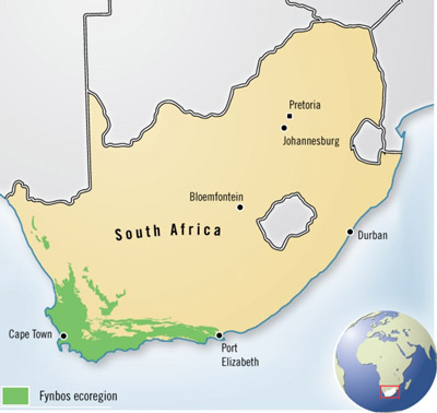Map demonstrating the geographic distribution of the Fynbos ecoregion.
