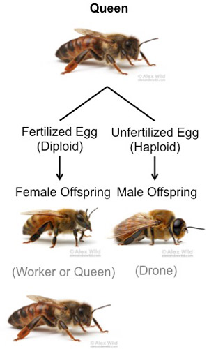 Diagram of haplodiploid sex determination in the honey bee. Unfertilized eggs develop into drones, and fertilized eggs develop into females.