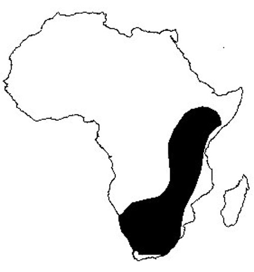 Native distribution of Apis mellifera scutelatta in Africa
