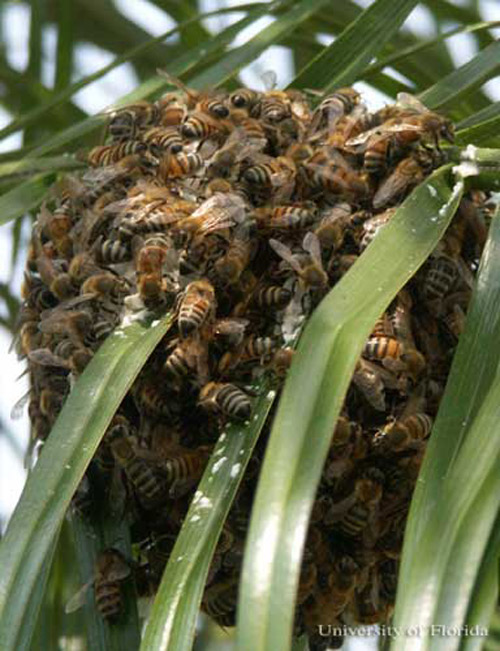 African honey bee, Apis mellifera scutelatta Lepeletier, swarm on palm fronds