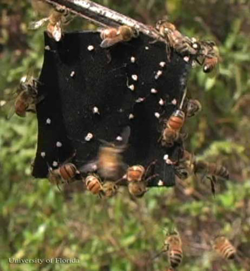 Defensive African honey bees, Apis mellifera scutelatta Lepeletier, stinging black cloth and leaving behind stinger and venom sacs