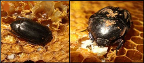 Honey comb showing fermenting honey and other damage caused by larvae of the small hive beetle, Aethina tumida Murray. 
