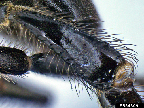 Figure 4. Side view of hind leg of Apis andreniformis Smith female worker bee depicting black hairs. Photograph by Allan Smith-Pardo, Exotic Bee ID, USDA APHIS PPQ, Bugwood.org.