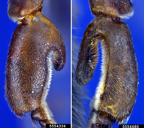 Figure 3. Wax covering removed to show lack of thick drone pupal capping in Apis nigrocincta (left). Apis cerana drone cappings containing a pore (right) (Hadisoesile and Otis 1998). 