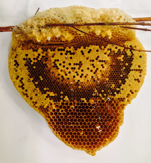 Figure 6. Black dwarf honey bee, Apis andreniformis, Smithnest. Photograph by John S. Ascher via discoverlife.org. https://www.discoverlife.org/mp/20p?see=I_JSA4496&res=640&flags=subgenus