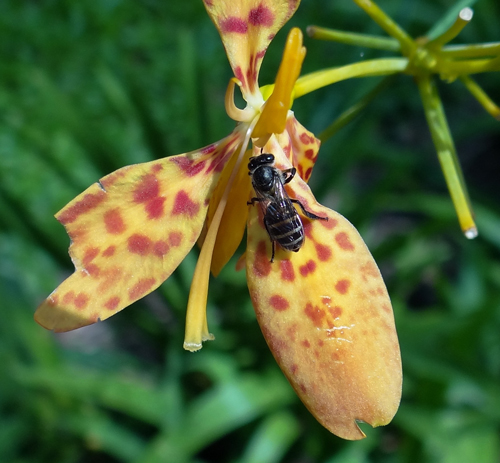 Figure 7. Worker female Apis andreniformis Smith feeding on nectar from a leopard lily (Iris domestica). Photograph by John S. Ascher via discoverlife.org. https://www.discoverlife.org/mp/20p?see=I_JSA3201&res=640&flags=subgenus 