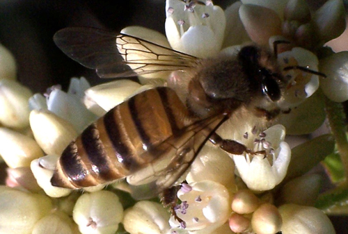 An adult worker (non-reproductive female) of Apis cerana. 