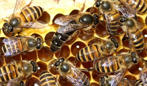 An adult Apis cerana queen (reproductive female) surrounded by workers.