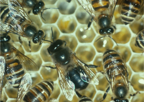 An adult Apis cerana drone (male) on a section of uncapped honey comb. The drone is centered in the image and several adult workers surround the drone. 