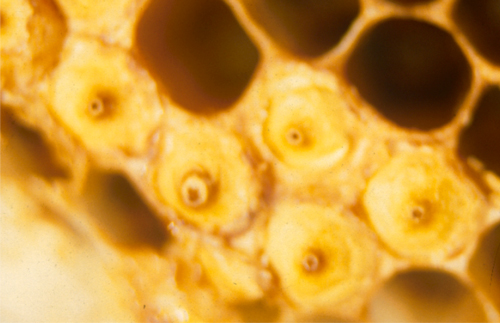 Capped drone pupal cells, and several empty cells from which adults have emerged already.