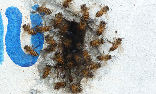 Apis cerana workers fanning at a colony entrance. Note that the fanning workers are facing away from the colony entrance. 