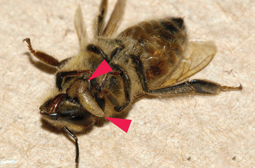 Two final instar larvae of Apocephalus borealis exiting a honey bee worker at the junction of the head and thorax (the larvae are arrowed).