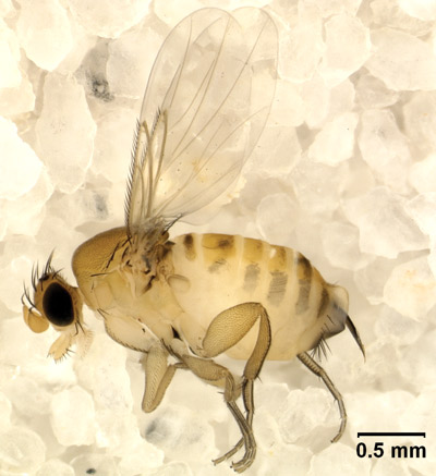 Adult female Apocephalus borealis.