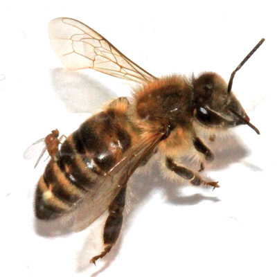 Adult female Apocephalus borealis ovipositing into the abdomen of a worker honey bee, Apis mellifera.