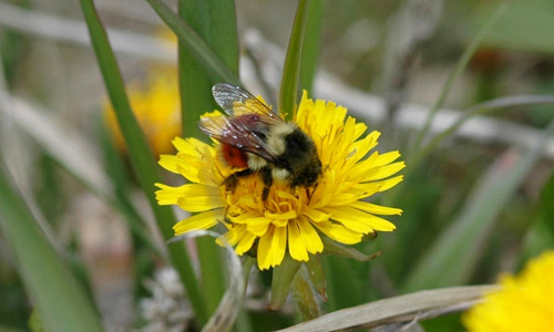 Adult black-tailed bumble bee, Bombus melanopygus.