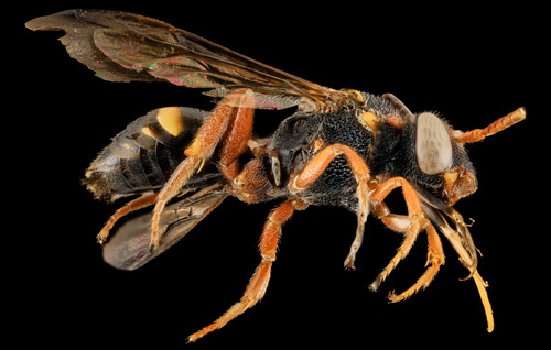 Profile view of a female Nomada fervida Smith collected along the Atlantic coast at Fort Matanzas National Monument, Florida