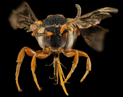 Frontal view of a female Nomada fervida Smith collected along the Atlantic coast at Fort Matanzas National Monument, Florida