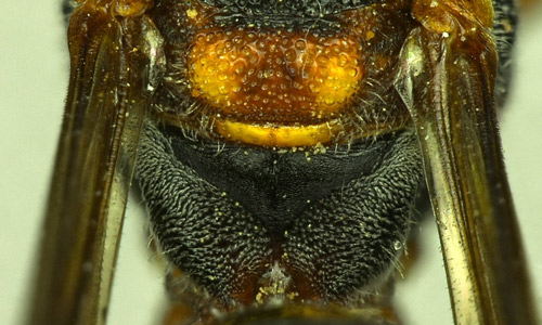 Dorsal view of the scutellum and propodeum of a female Nomada fervida Smith