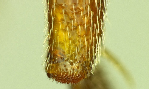Spine-like setae on the outer apical margin of the hind tibia of a female Nomada fervida Smith