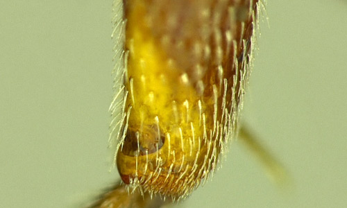 Spine-like setae on the outer apical margin of the hind tibia of a female Nomada fervida Smith