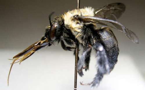 Adult female Anthophora abrupta Say, a miner bee.