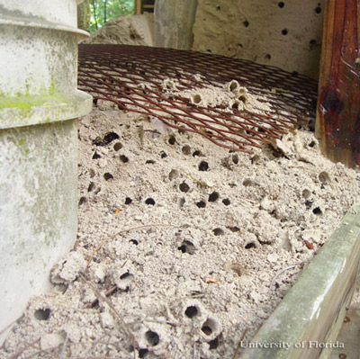 Nesting area of the miner bee, Anthophora abrupta Say.