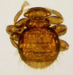 Dorsal views of an adult bee louse, Braula coeca Nitzsch, (left); and an adult varroa mite, Varroa destructor Anderson and Trueman, (right). Varroa mites are more oval in shape, and have eight legs as compared to the bee louse, which has six legs. 