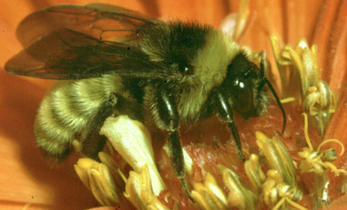 Adult bumble bee, Bombus sp. 