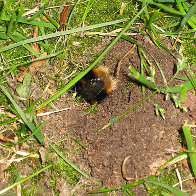 A bumble bee emerging backwards from her nest. 