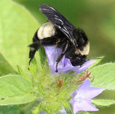 Adult female southern plains bumble bee, Bombus fraternus (Smith). 