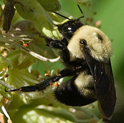 Adult female brownbelted bumble bee, Bombus griseocollis (DeGeer). 