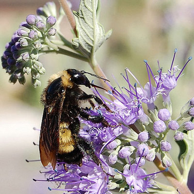 Adult female American bumble bee, Bombus pennsylvanicus (DeGeer). 