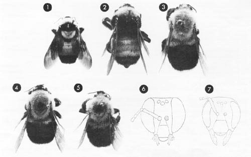 Figures of Florida Bombus spp. 1. B. fraternus, 2. B. pennsylvanicus, 3. B. impatiens, 4. B. griseocollis, 5. B. bimaculatus, 6. B. griseocollis, 7. B. bimaculatus. 