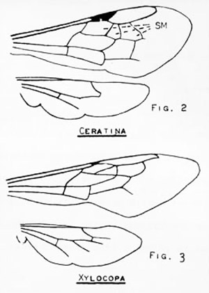 Differences in wing venation between the small carpenter bees, Ceratina spp., and the large carpenter bees, Xylocopa spp. 