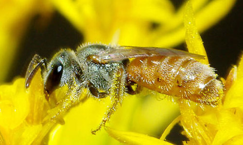 Adult Lasioglossum nymphale Smith, a sweat bee, gathering pollen and nectar on goldenrod. 